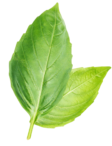 hoja